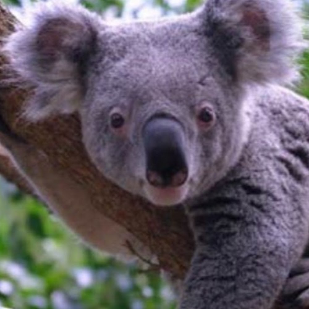 Meet your Posher, Lily